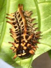 Pachliopta polydorus