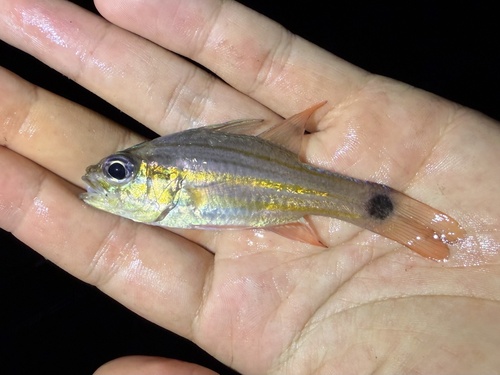Candystripe cardinalfish (Ostorhinchus endekataenia) — Apogonidae — 2