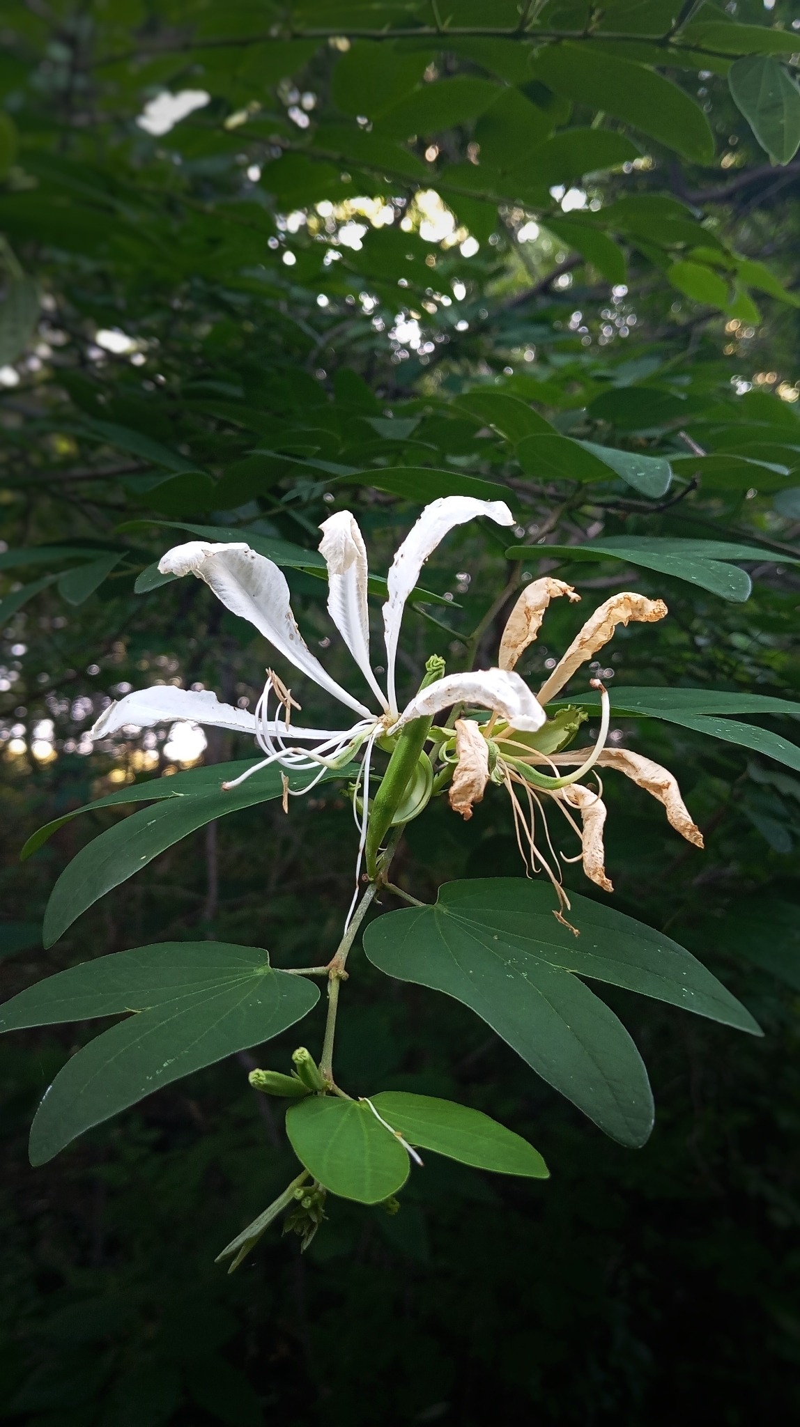 Bauhinia forficata