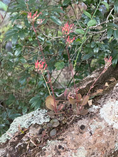 Nentakalanchoe