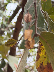 (c) alanbedfordshaw, some rights reserved (CC BY-SA) Combretum molle, photograph (c) alanbedfordshaw, some rights reserved (CC BY-SA)