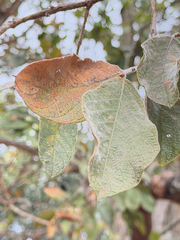 (c) alanbedfordshaw, some rights reserved (CC BY-SA) Combretum molle, photograph (c) alanbedfordshaw, some rights reserved (CC BY-SA)