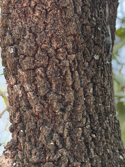 Combretum molle, photograph (c) alanbedfordshaw, some rights reserved (CC BY-SA)