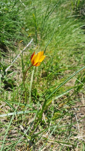 Wild Tulip