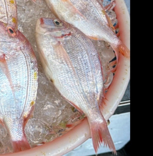 Cardinal seabream (Evynnis cardinalis) — Sparidae — 3