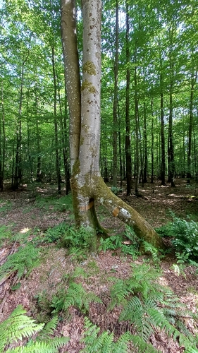 European beech