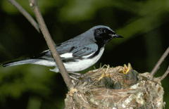 Black-Throated Blue Warbler photo 6