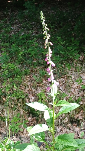 purple foxglove