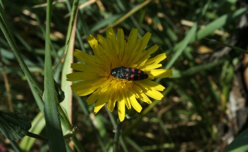 Acmaeodera pulchra