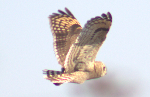 iNaturalist: (c) Ruben Van Ree, some rights reserved (CC BY-NC), uploaded by Ruben Van Ree iNaturalist image