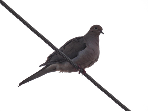 Mourning Dove