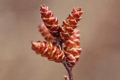 Myrica