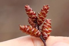 Myrica