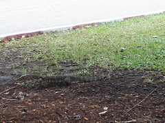 Varanus salvator macromaculatus