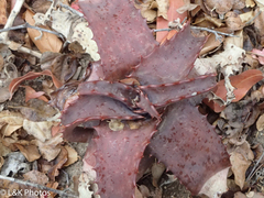 Aloe parvibracteata
