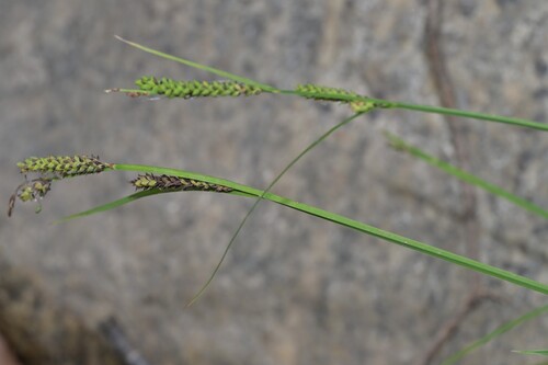 Carex augustinowiczii iNat (1)