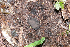 Dactylanthus taylorii