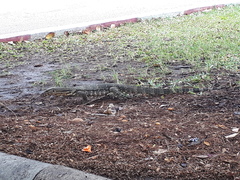 Varanus salvator macromaculatus