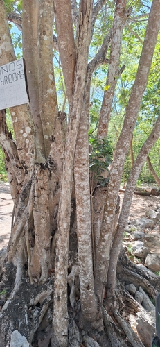 Metopium brownei, photograph 6