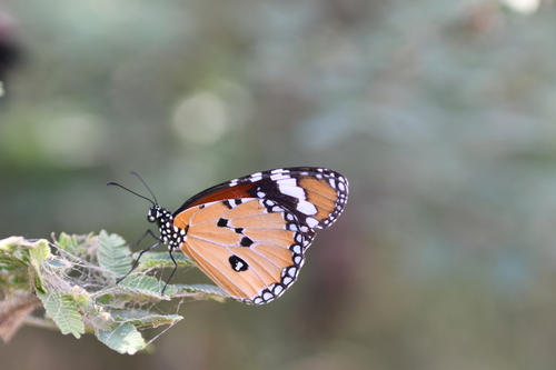 Plain Tiger