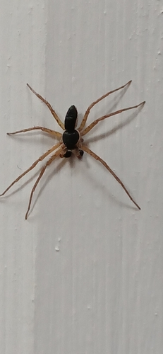 Eurasian Running Crab Spider