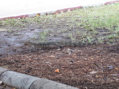 Varanus salvator macromaculatus