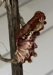 Pachliopta polydorus