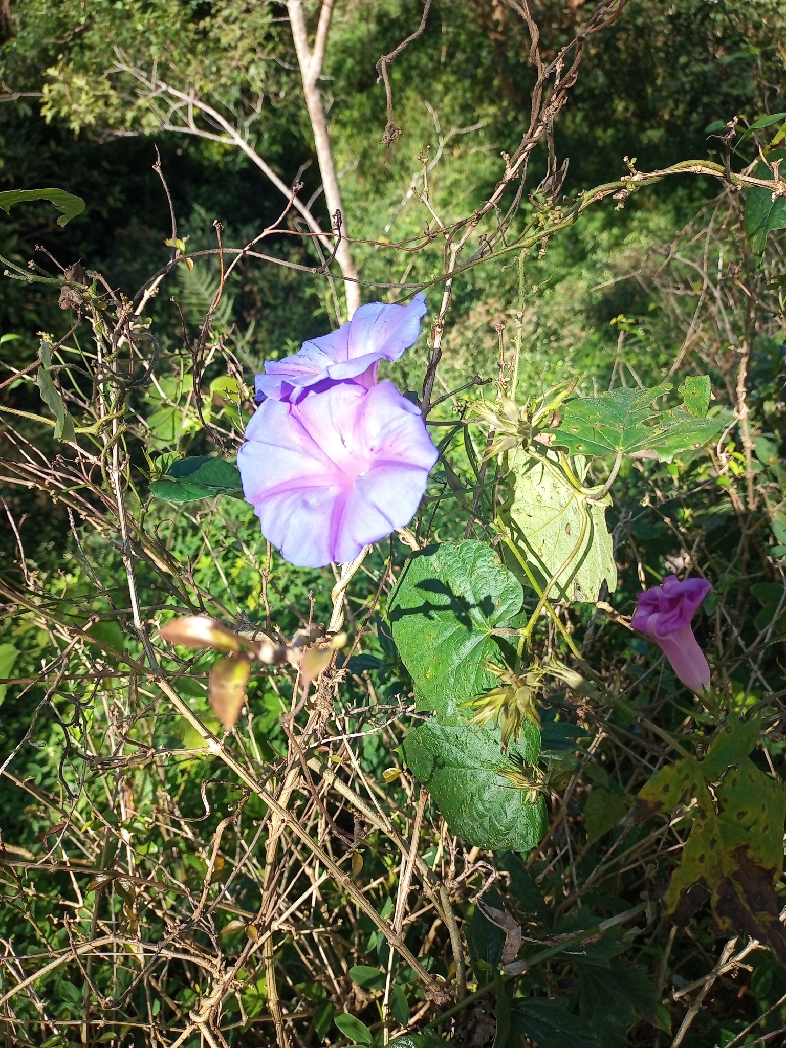 Ipomoea indica