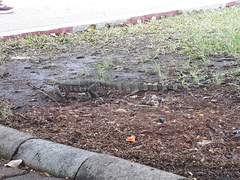 Varanus salvator macromaculatus