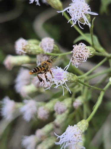 Clavate-legged Stingless Bee
