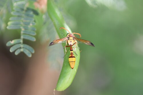 Arabian Mud Wasp