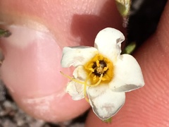 Leptosiphon chrysanthus decorus