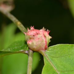 Phylloxera spinosa