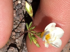 Leptosiphon chrysanthus decorus