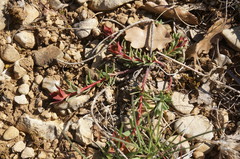 Euphorbia petrophila