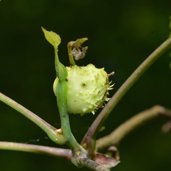 Phylloxera spinosa