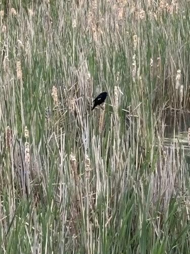 Red-winged Blackbird