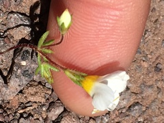 Leptosiphon chrysanthus decorus