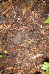 Dactylanthus taylorii