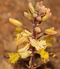 Bulbine torta