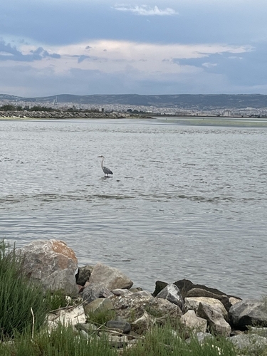 Grey Heron