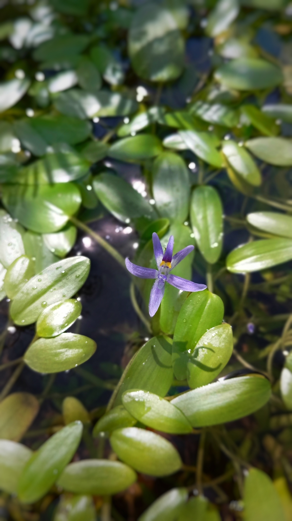 Heteranthera rotundifolia