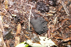 Dactylanthus taylorii