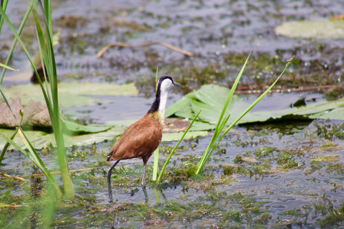 iNaturalist: (c) rosieblackie, some rights reserved (CC BY-NC) iNaturalist image