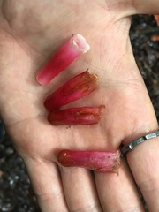 Paphia meiniana