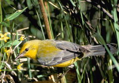 Blue-Winged Warbler photo 5