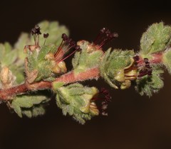 Cliffortia hantamensis