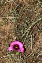 Romulea tetragona