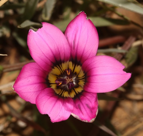 Romulea tetragona
