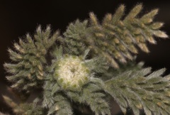 Lasiospermum pedunculare